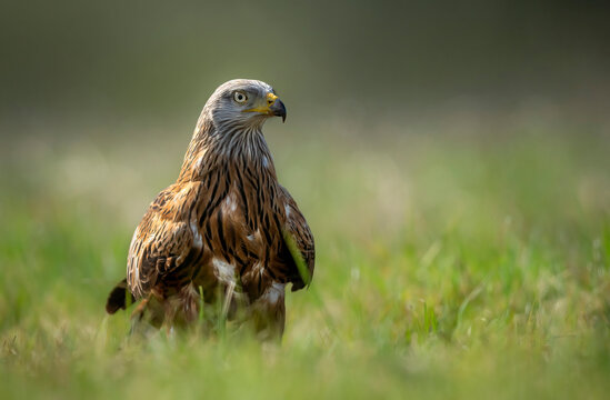 Red kite bird in the grass ( Milvus milvus ) - Powered by Adobe