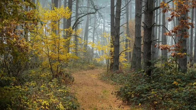 Autumn forest with golden and green foliage on the trees and on the ground. Autumnal road leading forward in foggy day.
