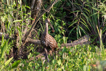 limpkin