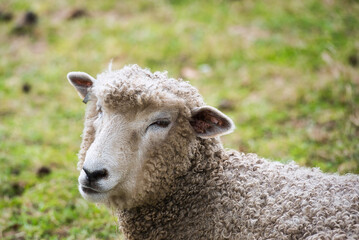 Obraz premium A close up of a sheep in a pasture.