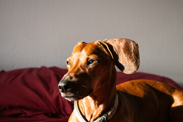 Short-haired dachshund basking in the sun on his owners' bed