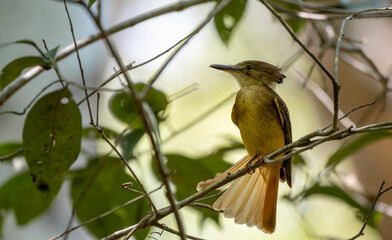 Amazonian royal flycatcher