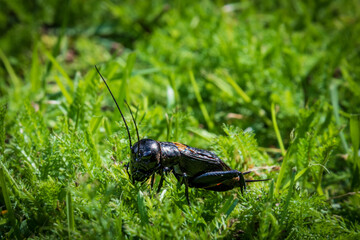 Close up of a black cricket in the grass - 607157244