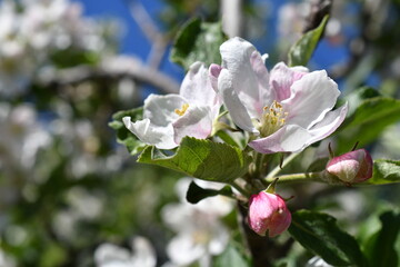 Macro Von Apfelblüten 