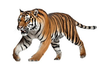 Tiger Walking Isolated on Transparent Background - Generative AI
