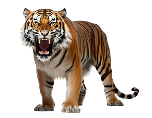 Obraz premium Angry Tiger Isolated on Transparent Background - Generative AI 