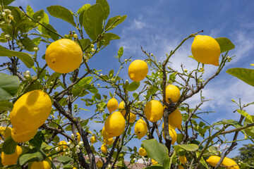 Bunches of fresh yellow ripe lemons with green leaves and flowers, Italy