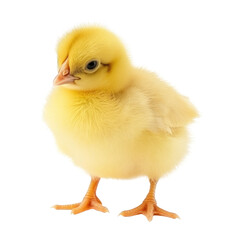 Obraz premium Yellow Chick Isolated on Transparent Background - Generative AI 