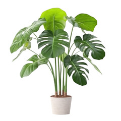 Monstera Deliciosa Plant on a Pot Isolated on Transparent Background - Generative AI
