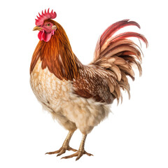Chicken Isolated on Transparent Background - Generative AI
