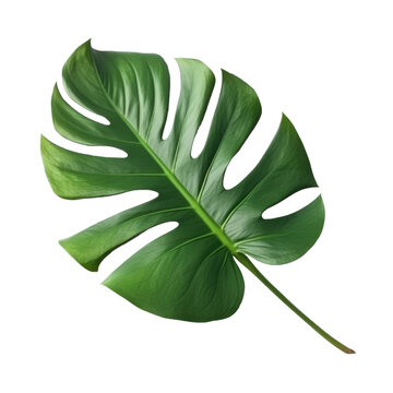 recommend clip art: Monstera Deliciosa Leaf Isolated on Transparent Background - Generative AI
                    