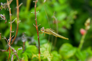 dragonfly on a leaf