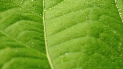 A vivid macro photography shot of a close-up of green textured leaf veins in full frame.