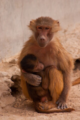 portrait of mother baboon