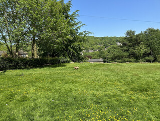 Rural landscape, with old trees, a dog, long grass, and wild plants near, Shibden Hall, Halifax, UK