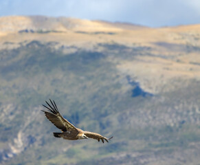 Griffon vulture in Canyon of Verdon River (Verdon Gorge) in Provence, France