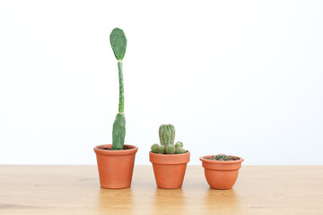 Indoor succulents plants in ceramic pots on white isolated background. Copy space. Collection of various cacti in terracotta pots in the decor of the desktop in the office. Mini cactus on wooden table