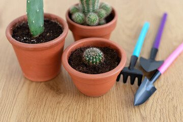Collection of various cacti in terracotta pots and gardening tools . Mini cactus in red clay pots. Indoor succulents plants in small round ceramic pots. Concept for gardening and houseplants at home.