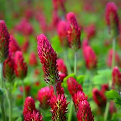 Obraz premium Beautiful red flowers. Spring nature background. Clover incarnate - Trifolium incarnatum