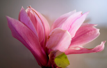 Fototapeta na wymiar Pink magnolia flower isolated on dark background with full depth of field