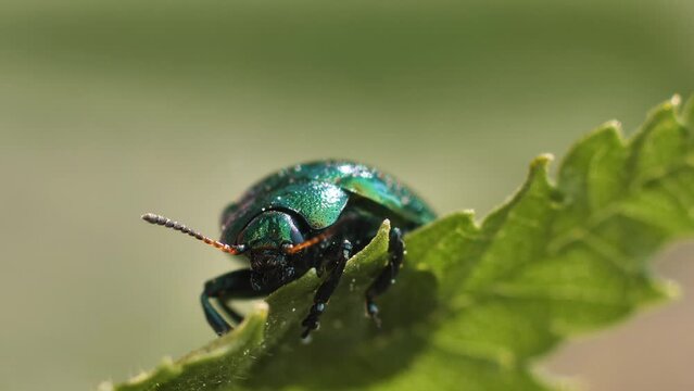 Green leaf beetle, Linaeidea aenea. A beetle moves on a tree leaf