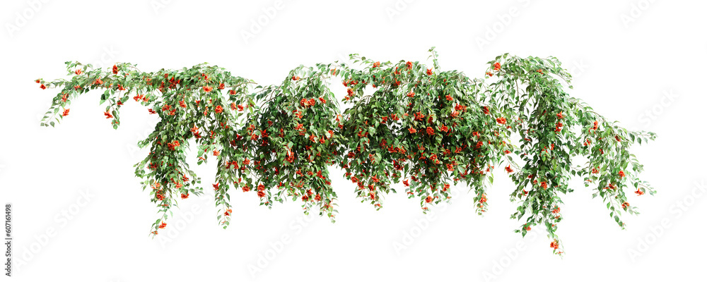 Poster group of pyrostegia venusta creeper plants, isolated on white background. 3d render.