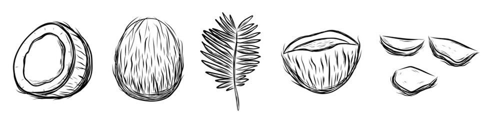 Set with coconut and leaf in hand drawn sketch style