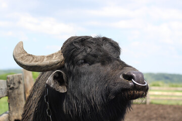 Carpathian Water Buffalo. Beautiful big and strong animal. Photo of the head of Buffalo.