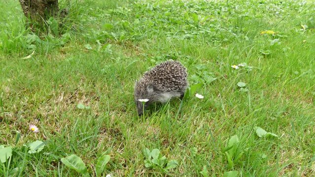 Young hedgehog Erinaceus in the green grass in a natural environment on summer day - real time.