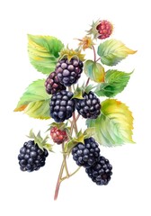 Blackberries on white background. Generative AI.