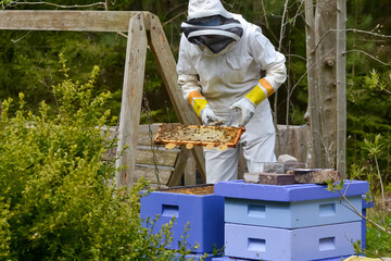 A female beekeeper in protective wear working on the hive