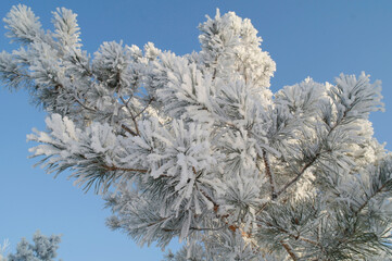 Frost on a branch, white frost crystals on a branch