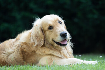 Portrait of golden retriever lying on grass in city park.
