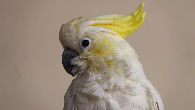 white cockatoo close up