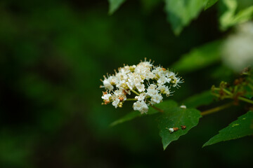 Small Cluster Of Arrowwood Flowers. Slidell LA. May 2023.