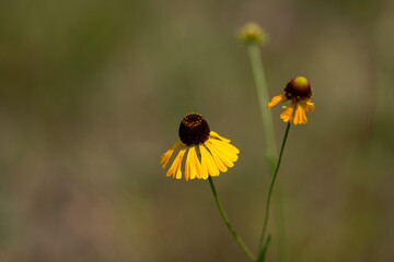 Side View Of Two Purple-Headed Sneezeweed Wildflowers. Slidell LA. May 2023.