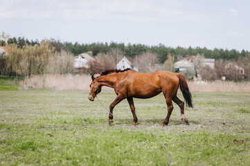 Beautiful young strong brown horse, stallion walks, grazes in a meadow with green grass in a...