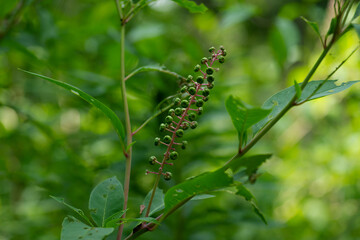 Wild Unripe Pokeweed. Slidell LA. May 2023. 