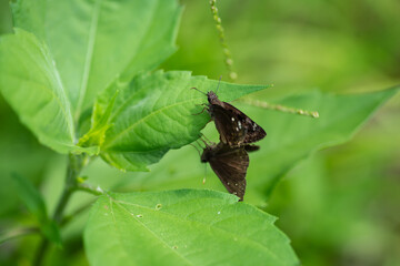 A Pair Of Mating Duskywing Butterflies. Slidell Louisiana. May 2023.