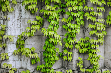 Background, texture of curly leaves of green ivy growing on a stone house outdoors. Close-up photography, nature.