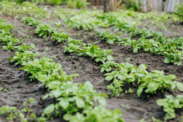 Green bushes of potato plant grow in the garden. Photography, nature, growing food.