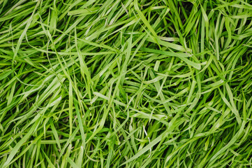 Fototapeta na wymiar Background, texture of green grass unevenly folded from the wind in the meadow. Close-up photography, nature, top view, macro.