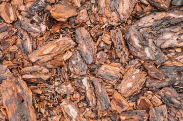 Background, texture of pieces of brown wet after rain coniferous, spruce bark. Photo of nature, top view, close-up.