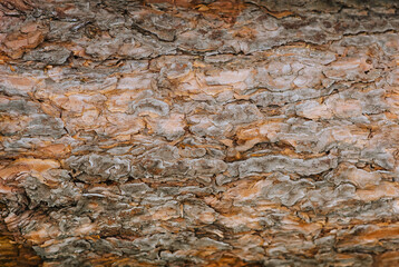 Background, texture of the brown bark of a coniferous tree, pine. Photography, nature.