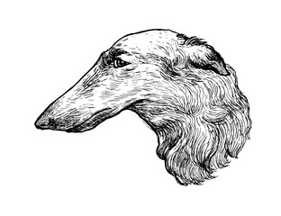 Greyhound Shepherd pet dog human friend