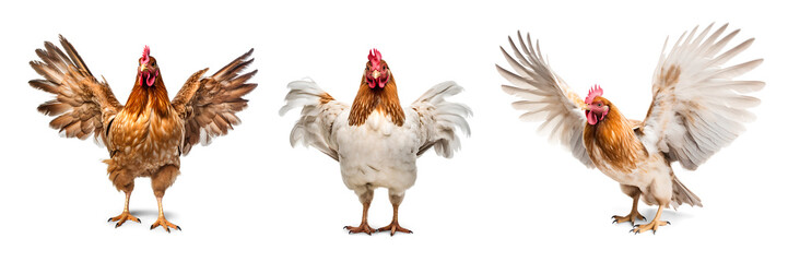 A set of images of a chickens showing wings, isolated background. Generative Ai