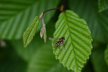 bug on leaf