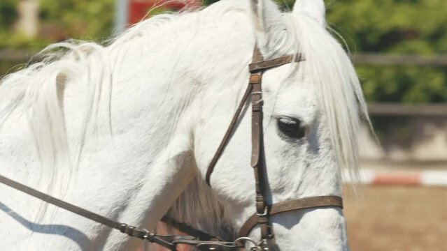White saddle horse in outdoors the arena