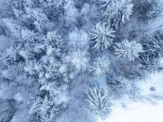 Aerial. Trees and snow in a winter forest. Nature background top view from drone