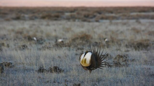 Close on male sage grouse dancing on frosty breeding ground at sunrise